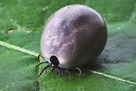 hubení klíšťat, ochrana před klíšťaty, repelent proti klíšťatům